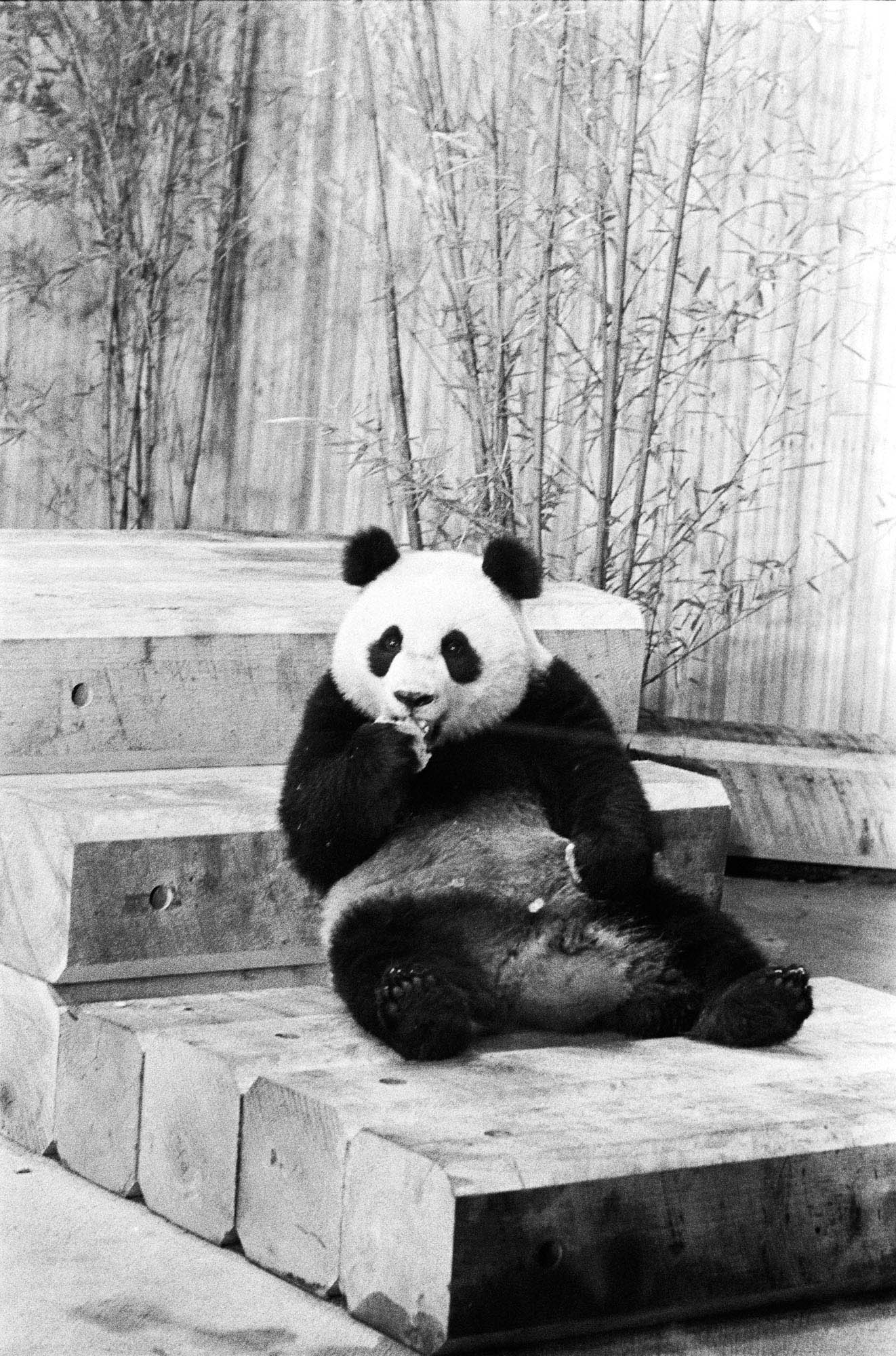Панда линг. Панда Линг Линг. Милая Панда фото. Милая Панда фото картинки. Ling Ling Panda 16.
