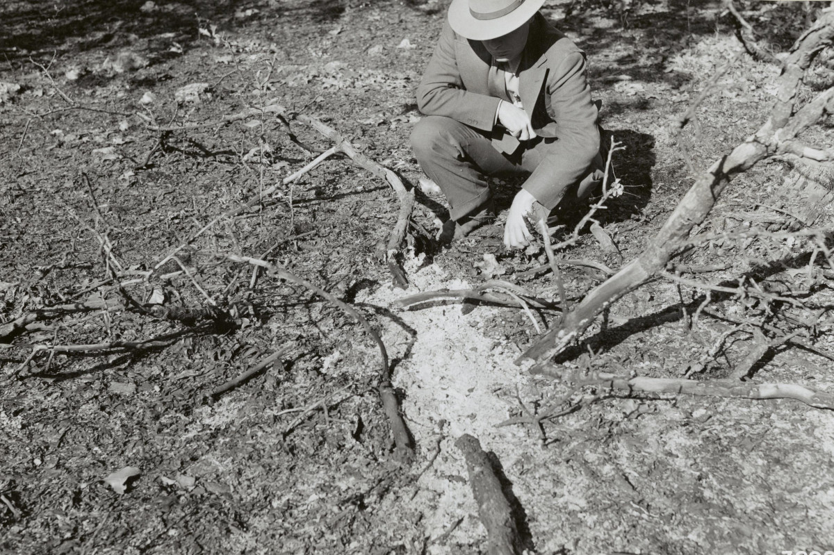 An attempt at burning ticks causes a forest fire, Missouri – National Archives Identifier: 7103880